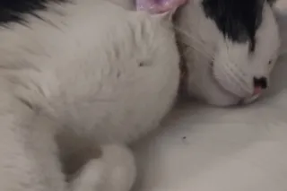 🌸👑🐻FRIDAY UPDATE: Queen Violet & Princess Oreo Bear vs. Eviction (Again) 🌸👑🐻 photo 5
