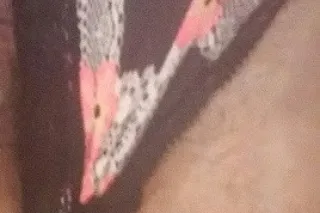 Curvy plus size Double D'z